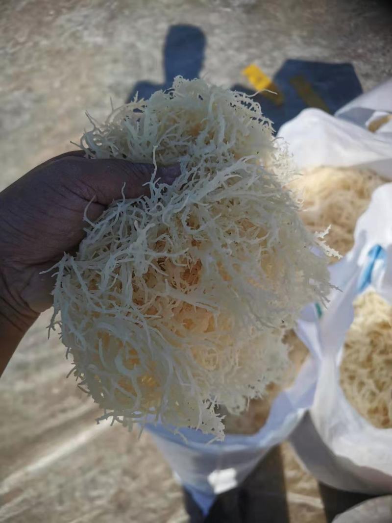 精品龙须菜（鹿角菜）。。龙须菜。。。。。。