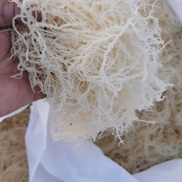 精品龙须菜（鹿角菜）。。龙须菜。。。。。。