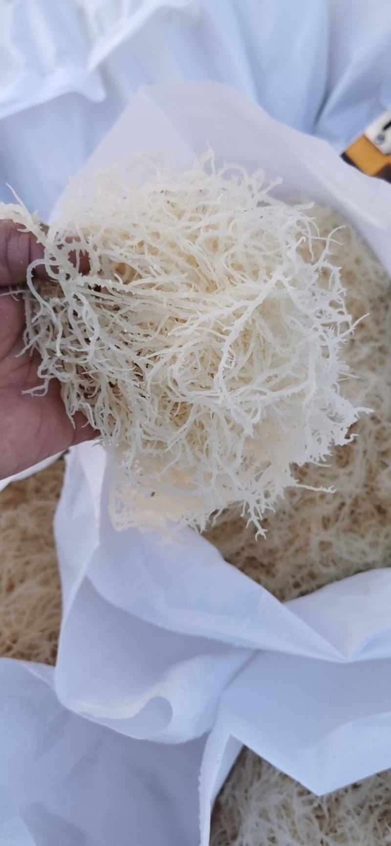 精品龙须菜（鹿角菜）。。龙须菜。。。。。。