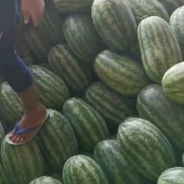 p二大花瓜
