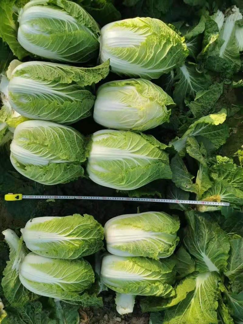 黄心大白菜，大量上市中，种植基地直供，专业工人装车发货