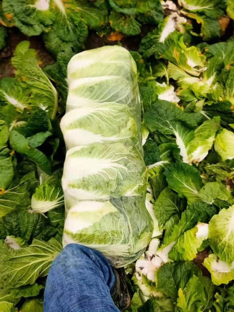 黄心大白菜，大量上市中，种植基地直供，专业工人装车发货