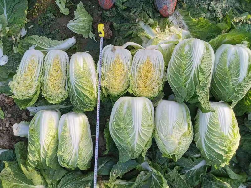 黄心大白菜，大量上市中，种植基地直供，专业工人装车发货