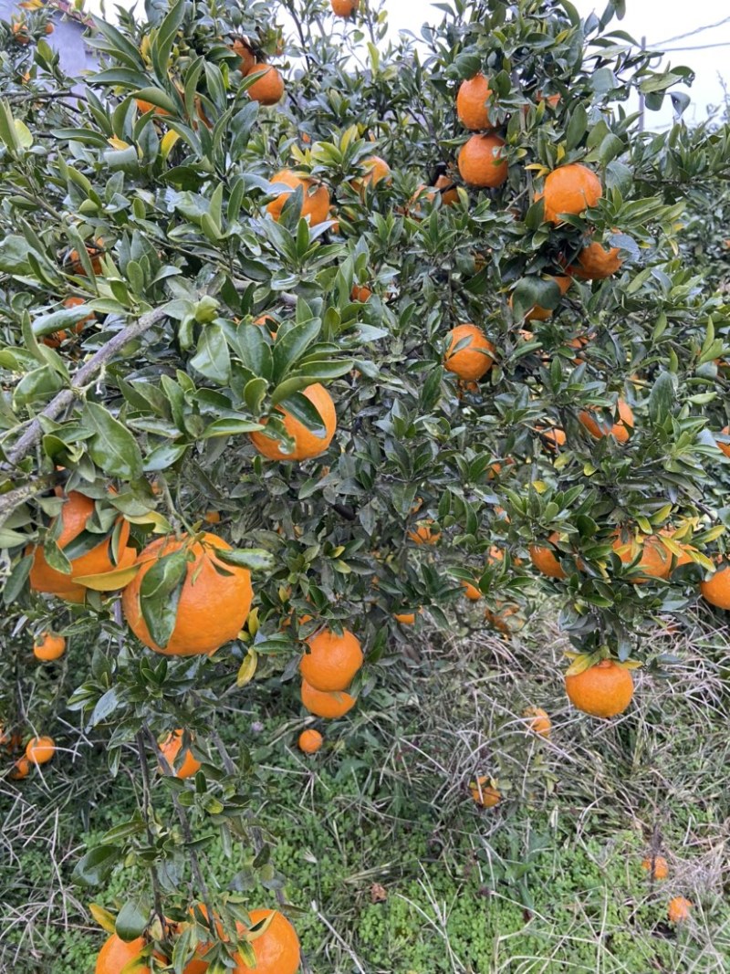 湖北宜昌碰柑芦柑产地供应全国代发