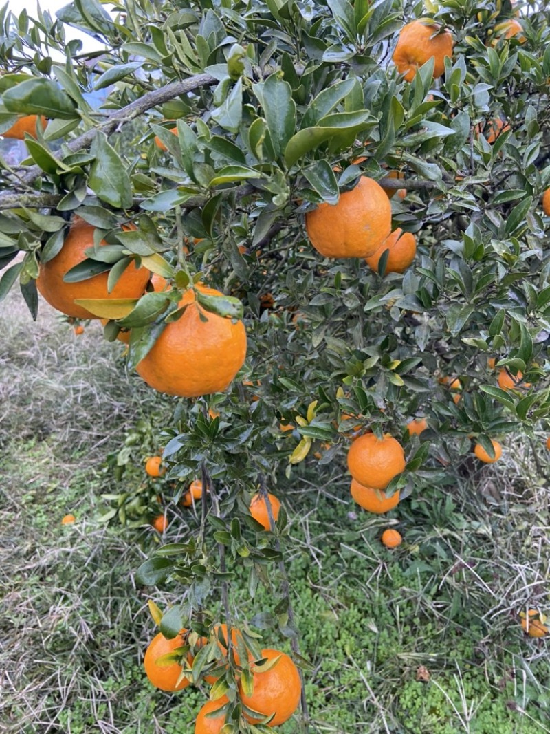 湖北宜昌碰柑芦柑产地供应全国代发