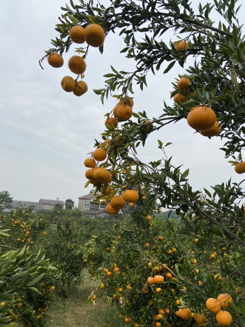 湖北宜昌碰柑芦柑产地供应全国代发