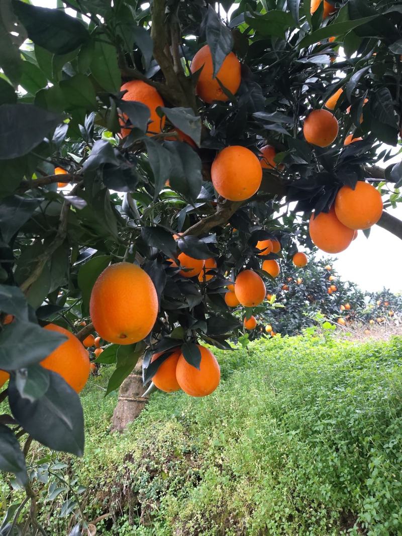 【长虹脐橙】产地直销现场把控质量装车一手货源