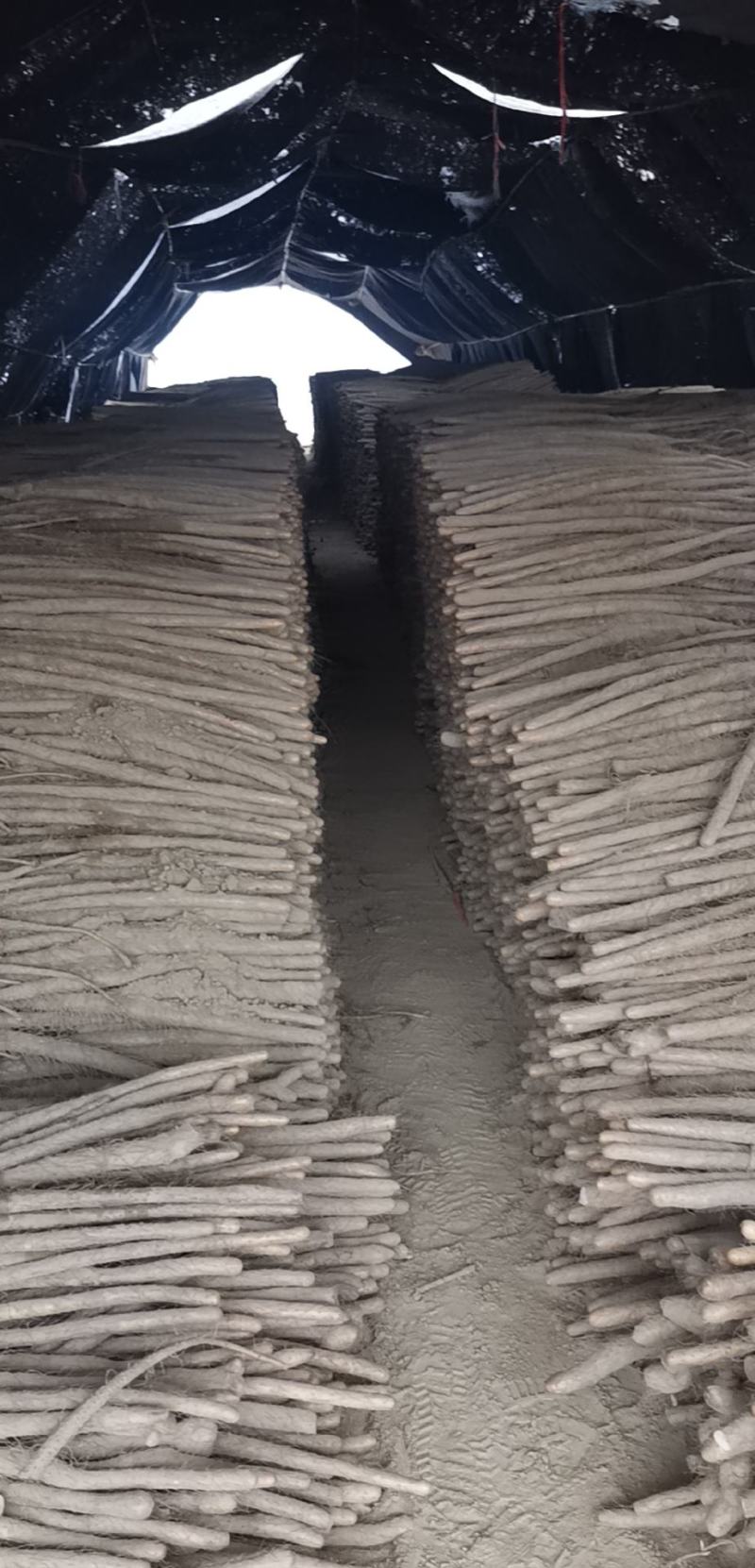 正宗的铁棍山药，大疙瘩有四万多斤货，也红皮山药，条型漂亮