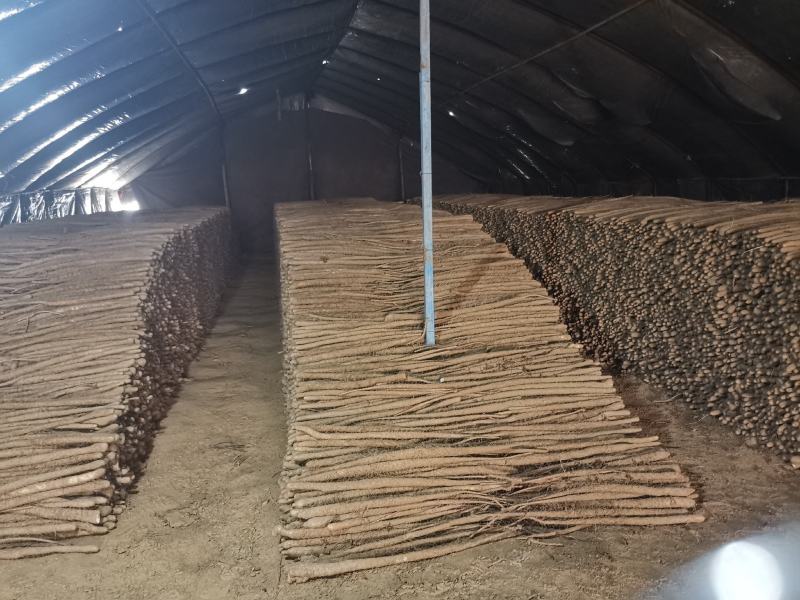 正宗的铁棍山药，大疙瘩有四万多斤货，也红皮山药，条型漂亮