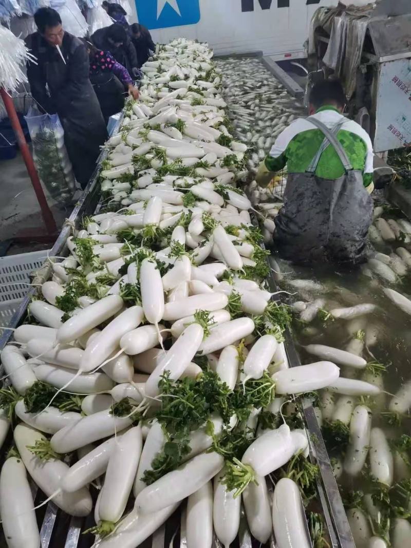 精品白萝卜合作社直发质量可靠诚信为本是您看货欢迎下单