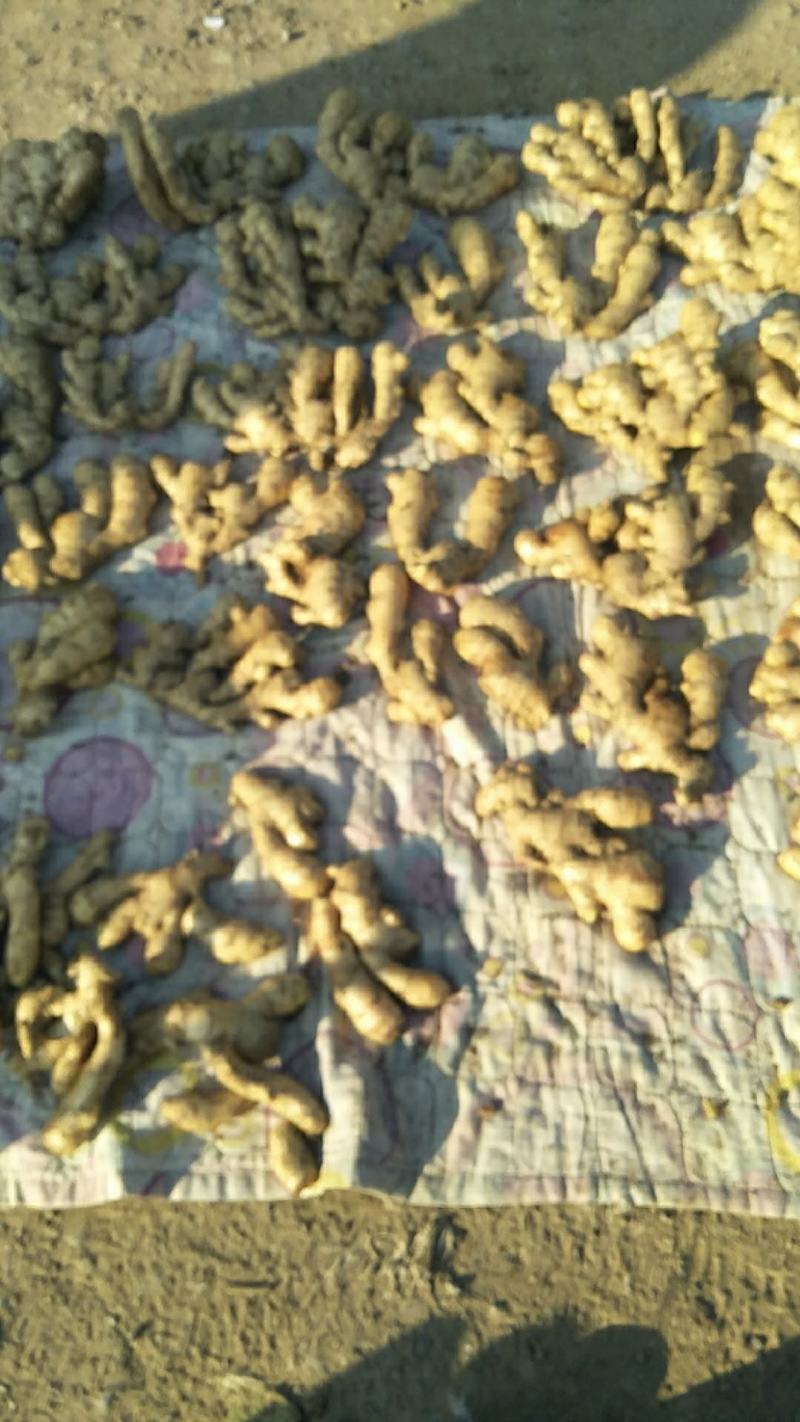 批发风干大姜