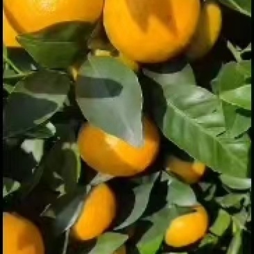 沃甘橙子联系15977143974