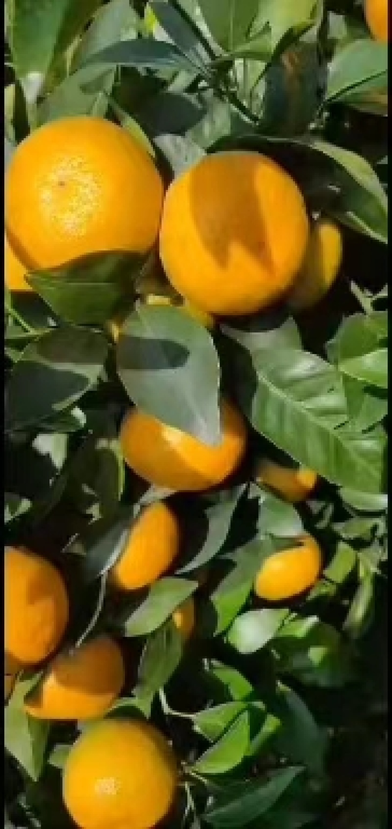 沃甘橙子联系15977143974