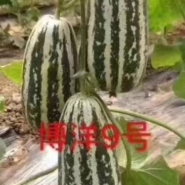 直播/嫁接博洋九甜瓜苗苗厂直发现挖现发品种质量保