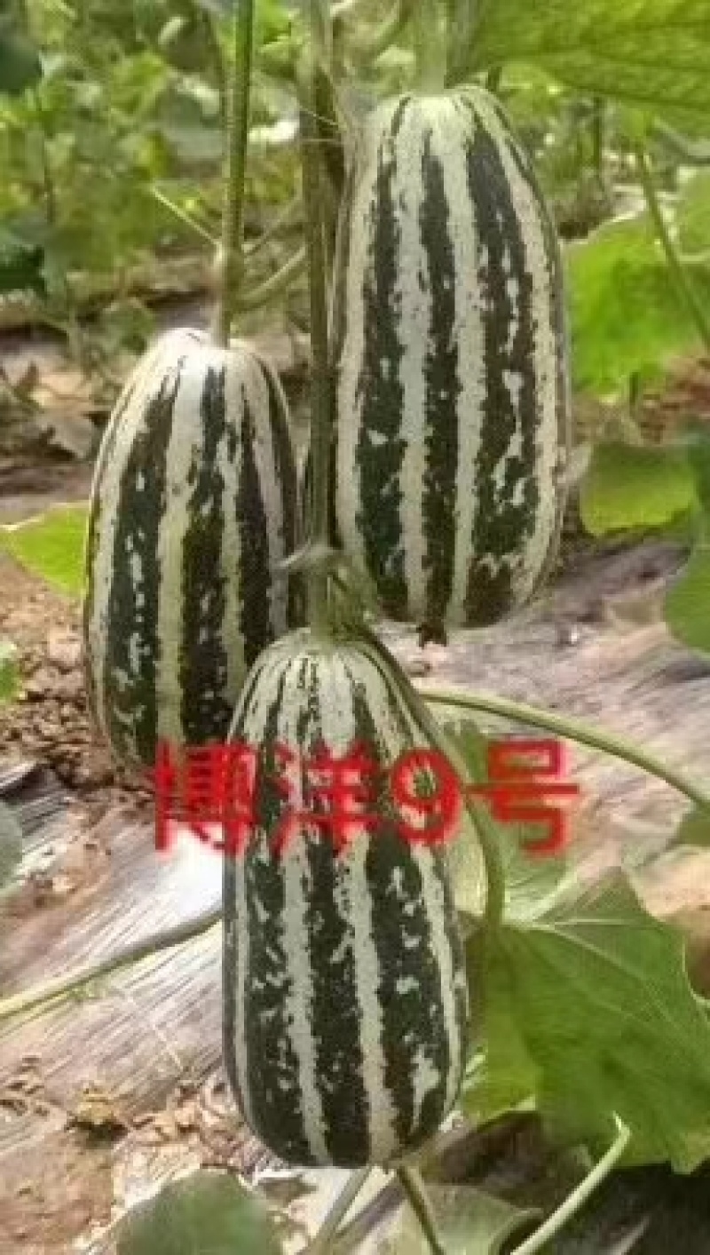 直播/嫁接博洋九甜瓜苗苗厂直发现挖现发品种质量保
