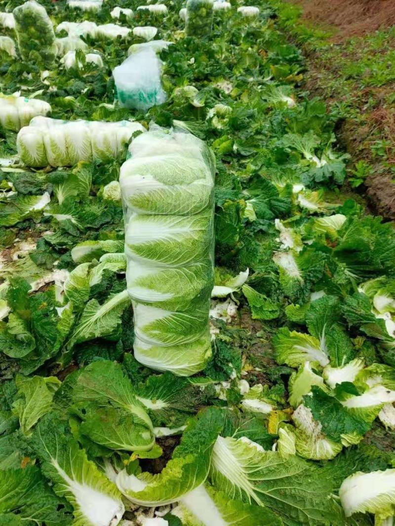 精选大白菜大量上市中专业合作社种植销售对接全国欢迎下单