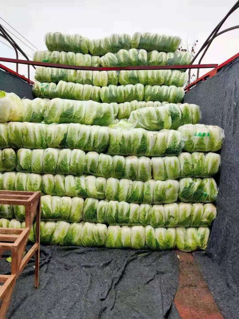 精选大白菜大量上市中专业合作社种植销售对接全国欢迎下单