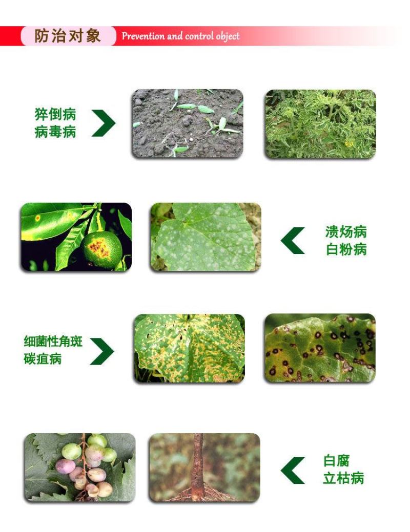 根腐康20%乙酸铜黄瓜苗期猝倒病立枯病杀菌剂土壤消毒