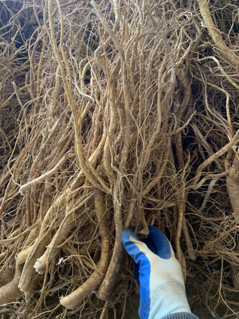 新鲜现挖五指毛桃五指牛奶香种植现货长期供应