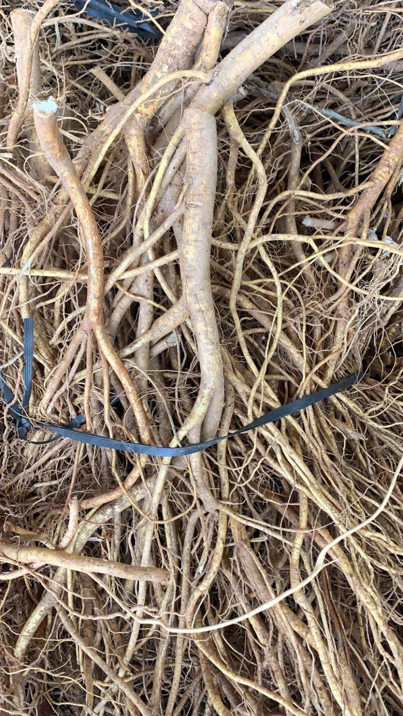 新鲜现挖五指毛桃五指牛奶香种植现货长期供应