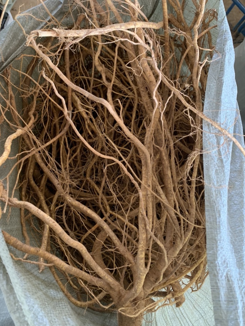 新鲜现挖五指毛桃五指牛奶香种植现货长期供应