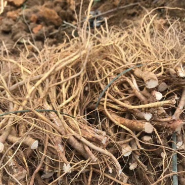 新鲜现挖五指毛桃五指牛奶香种植现货长期供应