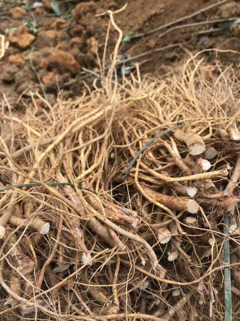 新鲜现挖五指毛桃五指牛奶香种植现货长期供应