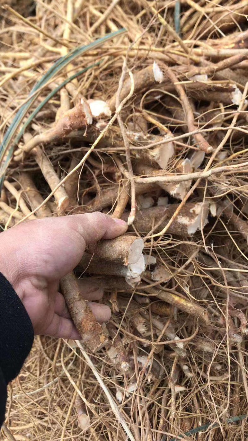 新鲜现挖五指毛桃五指牛奶香种植现货长期供应