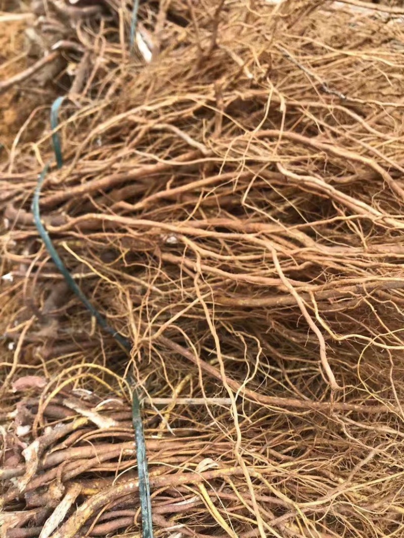 新鲜现挖五指毛桃五指牛奶香种植现货长期供应