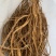 新鲜现挖五指毛桃五指牛奶香种植现货长期供应