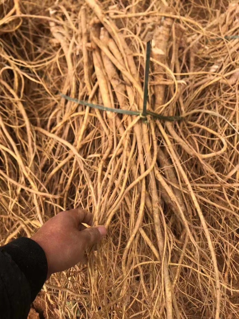 新鲜现挖五指毛桃五指牛奶香种植现货长期供应
