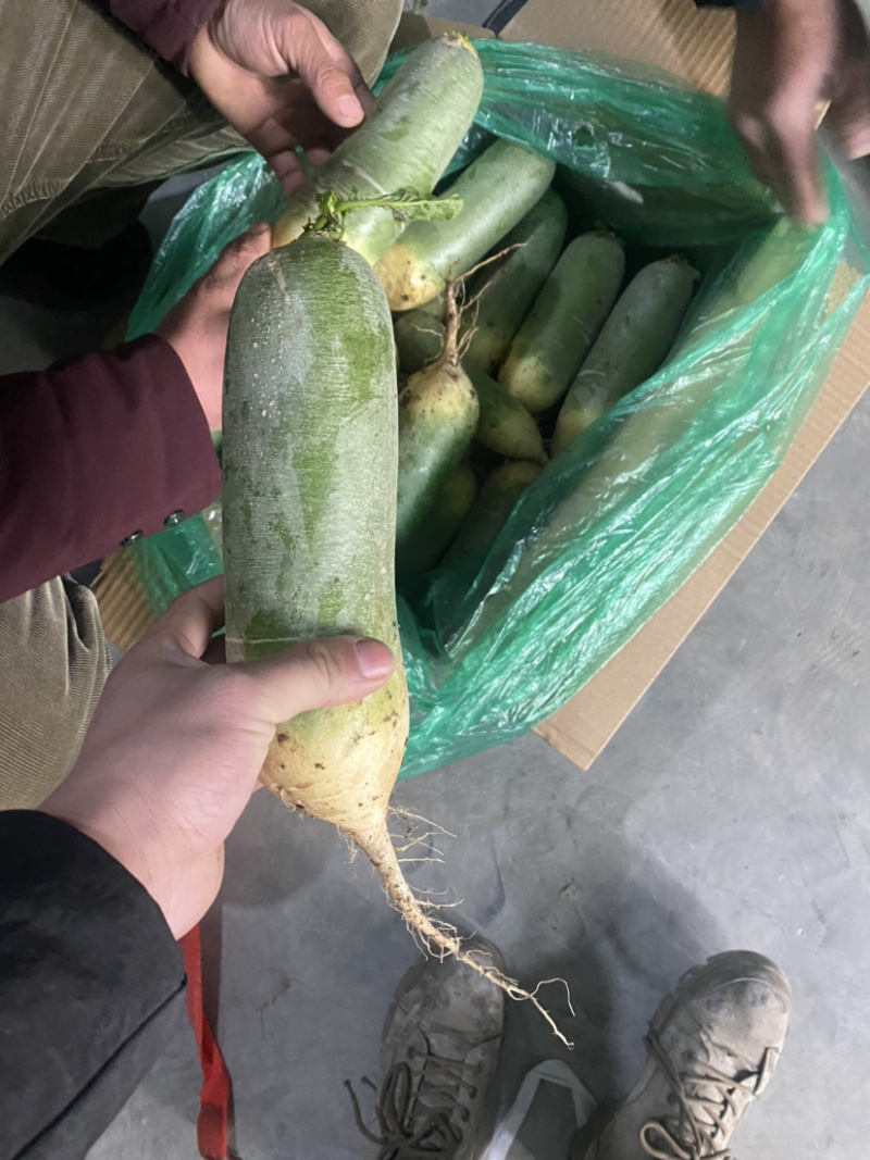 水果萝卜电商团购口感好脆甜货源充足个个茬口好