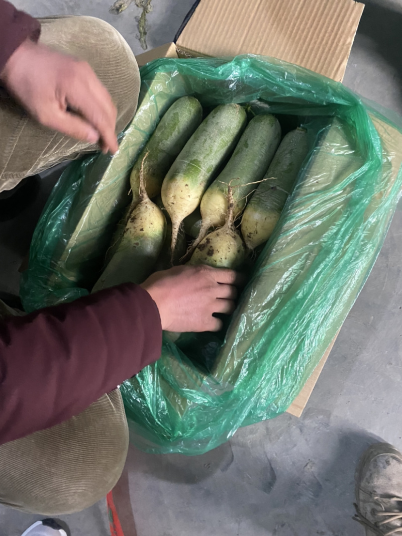 水果萝卜电商团购口感好脆甜货源充足个个茬口好