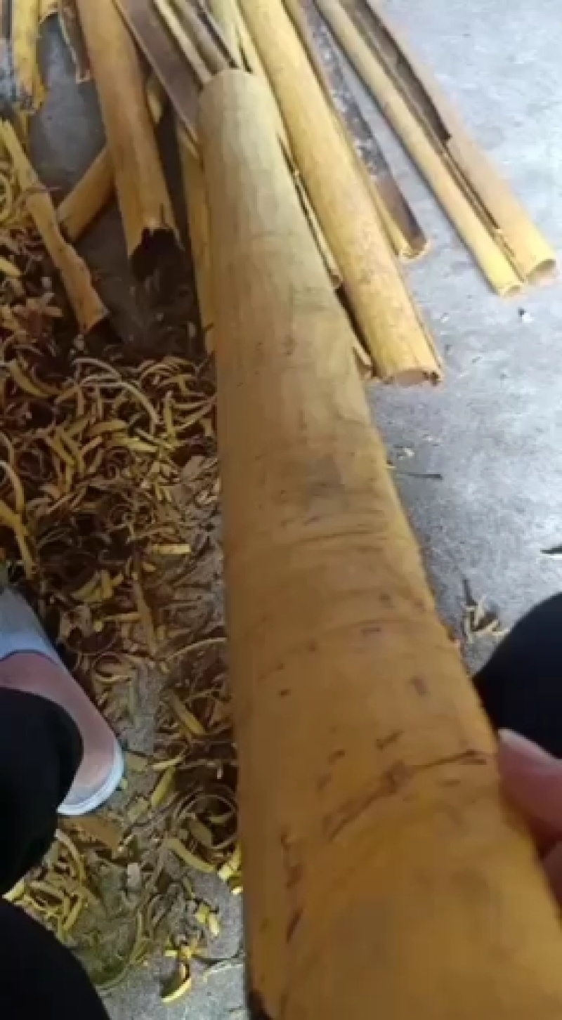 贵州大山里的黄柏树皮，原皮黄柏，枝皮黄柏，刮皮黄柏