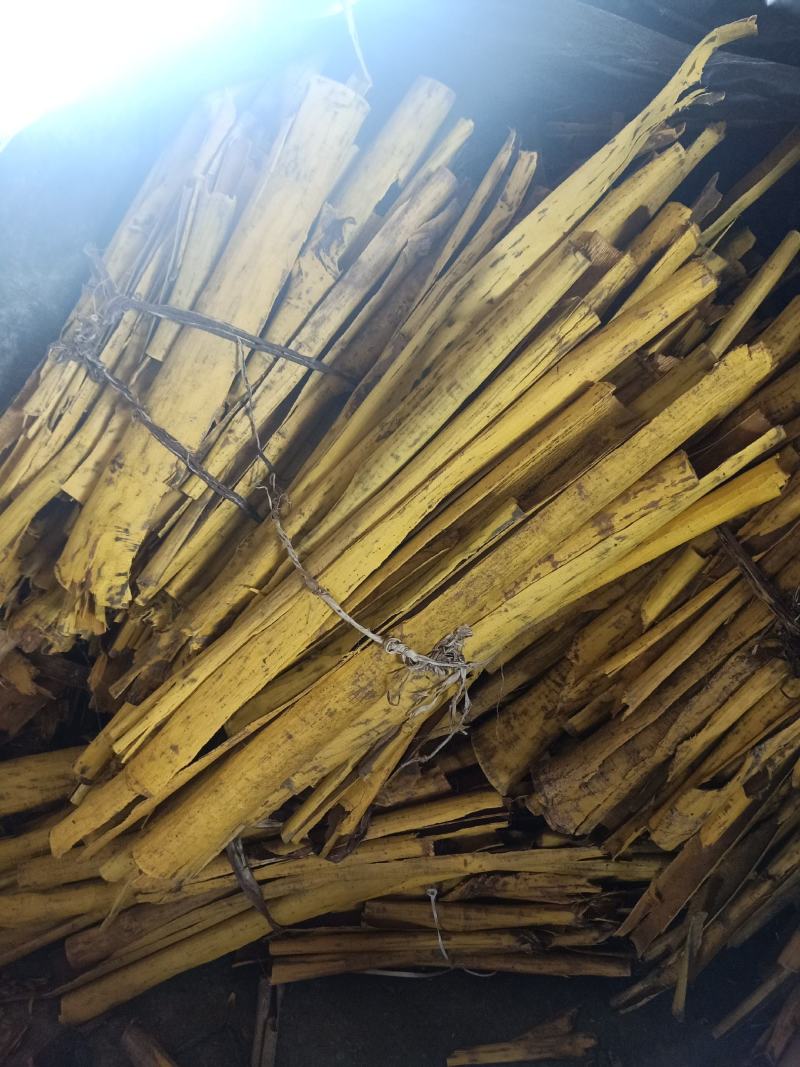 贵州大山里的黄柏树皮，原皮黄柏，枝皮黄柏，刮皮黄柏