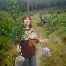 【基地直供】优质耙耙柑苗可开检疫证可技术指导南北方种植