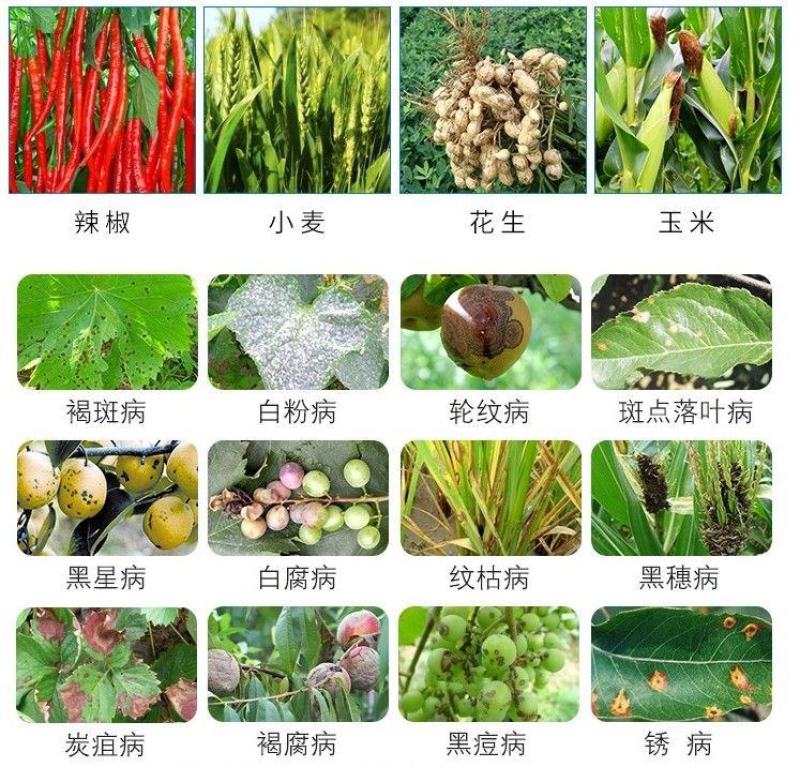 祥龙亮装40%苯甲嘧菌酯草莓葡萄白粉病杀菌剂