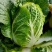 精品黄心大白菜，海量供货中，价格美丽，质量保证，代办出货