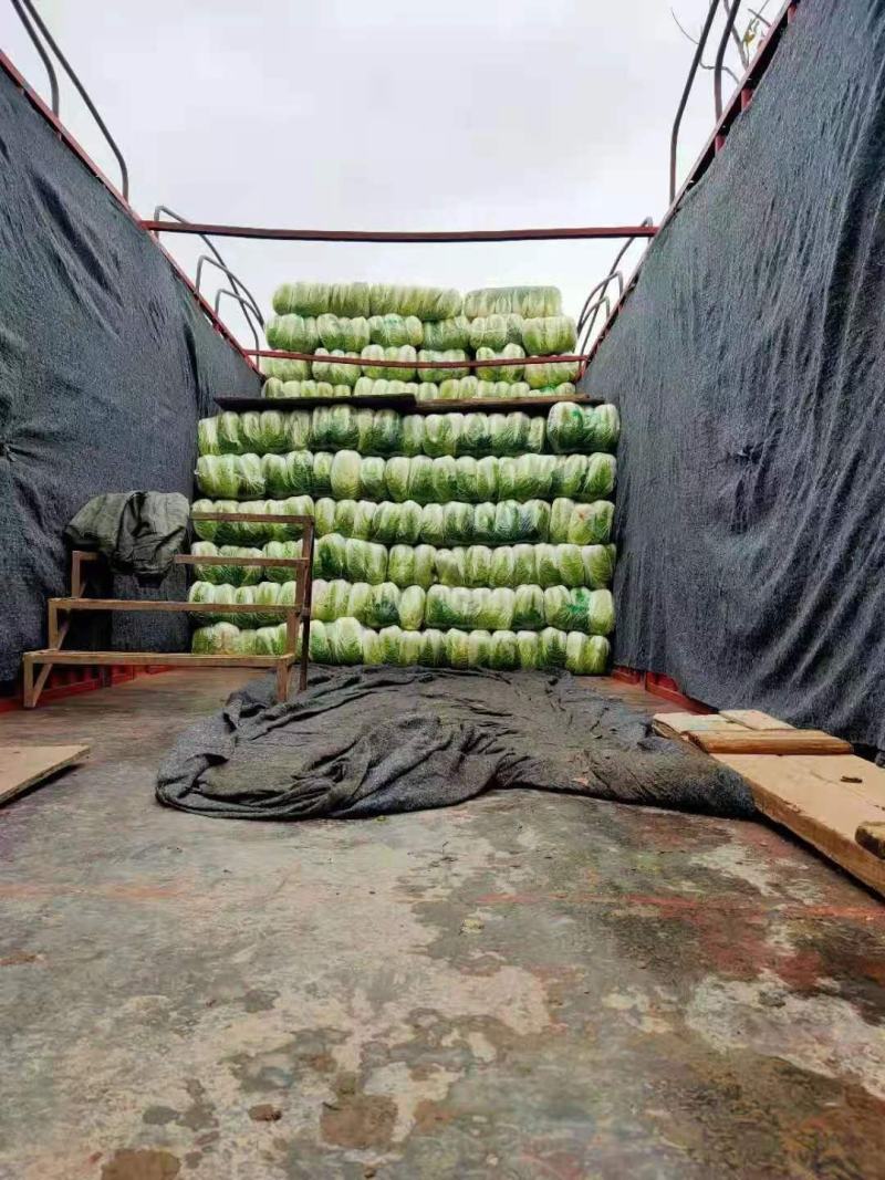 精品黄心大白菜，海量供货中，价格美丽，质量保证，代办出货