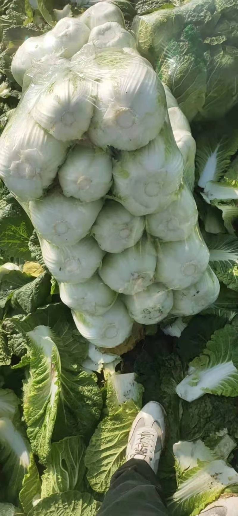 精品黄心大白菜，海量供货中，价格美丽，质量保证，代办出货