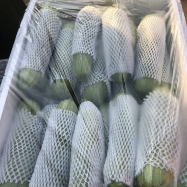 优质绿皮西葫芦量大发往全国各地有需要的前来参观