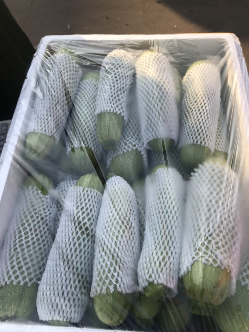 优质绿皮西葫芦量大发往全国各地有需要的前来参观