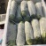 优质绿皮西葫芦量大发往全国各地有需要的前来参观