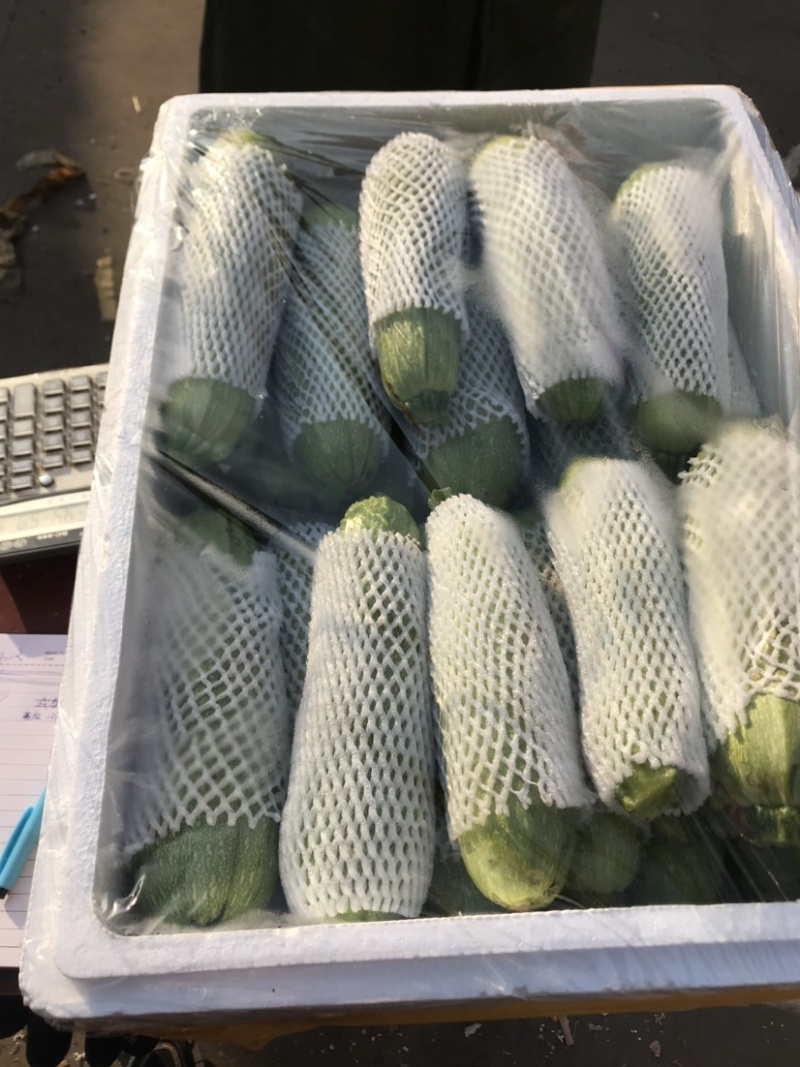 优质绿皮西葫芦量大发往全国各地有需要的前来参观