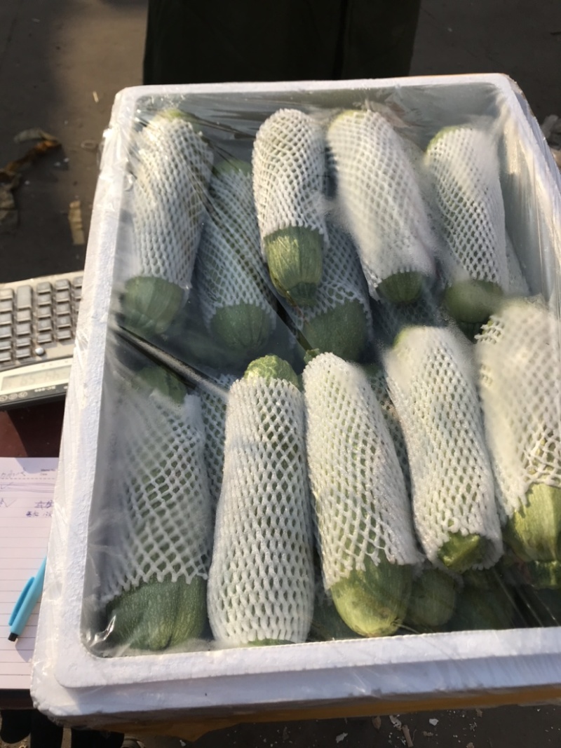优质绿皮西葫芦量大发往全国各地有需要的前来参观