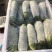 优质绿皮西葫芦量大发往全国各地有需要的前来参观