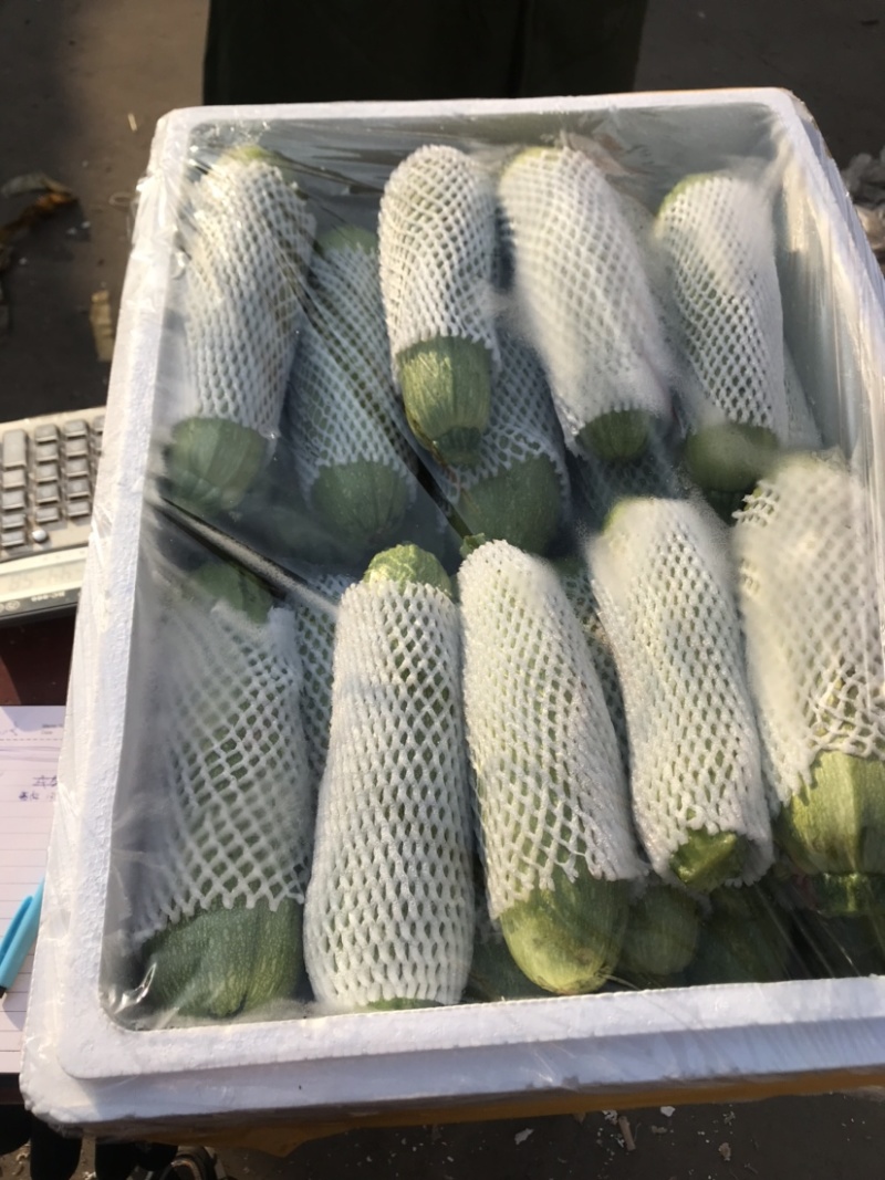 优质绿皮西葫芦量大发往全国各地有需要的前来参观