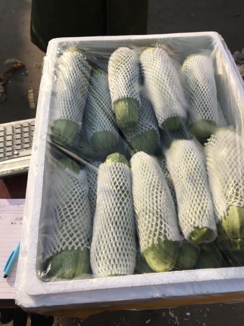 优质绿皮西葫芦量大发往全国各地有需要的前来参观