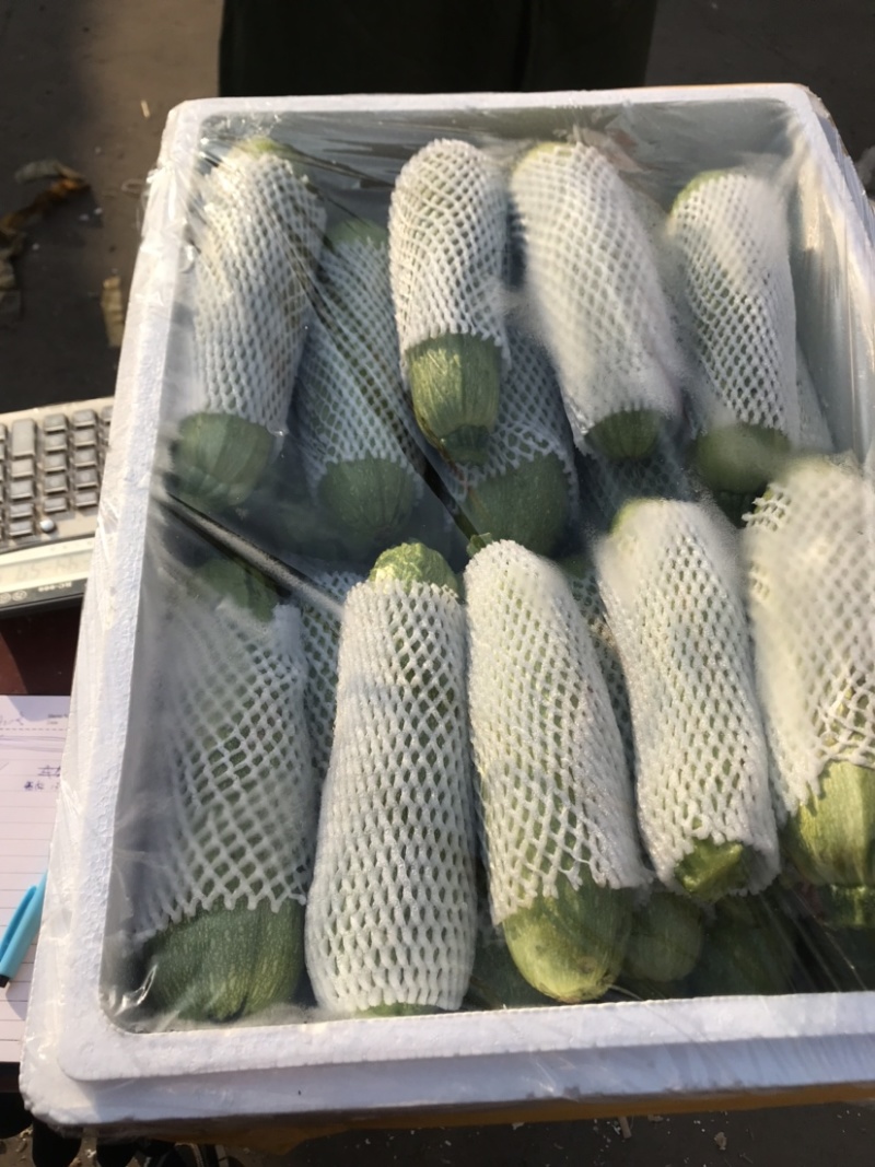 优质绿皮西葫芦量大发往全国各地有需要的前来参观