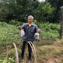 【推荐】正宗嫁接沃柑苗苗子壮实清秀南北方种植包成活